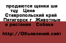 продаются щенки ши-тцу › Цена ­ 10 000 - Ставропольский край, Пятигорск г. Животные и растения » Собаки   